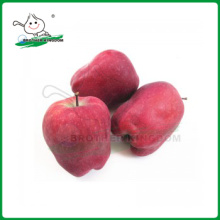 Manzana huaniu / manzana roja deliciosa